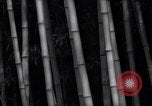 Image of experts test wild plant Savannah Georgia USA, 1939, second 21 stock footage video 65675037007