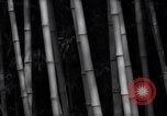Image of experts test wild plant Savannah Georgia USA, 1939, second 22 stock footage video 65675037007