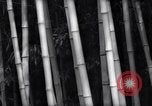 Image of experts test wild plant Savannah Georgia USA, 1939, second 23 stock footage video 65675037007