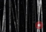 Image of experts test wild plant Savannah Georgia USA, 1939, second 25 stock footage video 65675037007