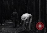 Image of experts test wild plant Savannah Georgia USA, 1939, second 32 stock footage video 65675037007