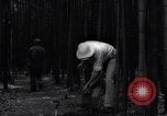 Image of experts test wild plant Savannah Georgia USA, 1939, second 34 stock footage video 65675037007