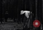 Image of experts test wild plant Savannah Georgia USA, 1939, second 37 stock footage video 65675037007