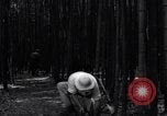 Image of experts test wild plant Savannah Georgia USA, 1939, second 46 stock footage video 65675037007