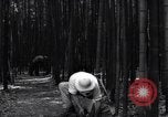Image of experts test wild plant Savannah Georgia USA, 1939, second 47 stock footage video 65675037007
