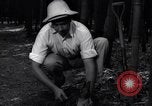 Image of experts test wild plant Savannah Georgia USA, 1939, second 51 stock footage video 65675037007