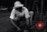 Image of experts test wild plant Savannah Georgia USA, 1939, second 52 stock footage video 65675037007