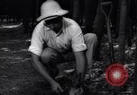 Image of experts test wild plant Savannah Georgia USA, 1939, second 54 stock footage video 65675037007