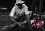 Image of experts test wild plant Savannah Georgia USA, 1939, second 55 stock footage video 65675037007