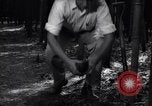 Image of experts test wild plant Savannah Georgia USA, 1939, second 56 stock footage video 65675037007