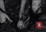 Image of experts test wild plant Savannah Georgia USA, 1939, second 59 stock footage video 65675037007