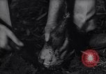 Image of experts test wild plant Savannah Georgia USA, 1939, second 60 stock footage video 65675037007