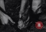 Image of experts test wild plant Savannah Georgia USA, 1939, second 61 stock footage video 65675037007