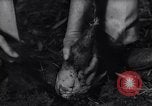 Image of experts test wild plant Savannah Georgia USA, 1939, second 62 stock footage video 65675037007