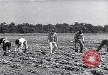Image Ferme expérimentale Ford Ways Georgia USA, 1939, de la seconde 1 séquences d'archives historiques vidéo 65675037017