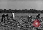 Image Ferme expérimentale Ford Ways Georgia USA, 1939, de la seconde 5 séquences d'archives historiques vidéo 65675037017