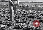 Image Ferme expérimentale Ford Ways Georgia USA, 1939, de la seconde 11 séquences d'archives historiques vidéo 65675037017