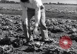 Image Ferme expérimentale Ford Ways Georgia USA, 1939, de la seconde 12 séquences d'archives historiques vidéo 65675037017