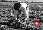 Image Ferme expérimentale Ford Ways Georgia USA, 1939, de la seconde 13 séquences d'archives historiques vidéo 65675037017