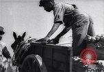 Image Ferme expérimentale Ford Ways Georgia USA, 1939, de la seconde 19 séquences d'archives historiques vidéo 65675037017