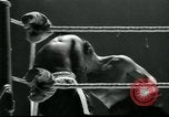 Image of 5 times middleweight champion Sugar Ray Robinson London England United Kingdom, 1962, second 29 stock footage video 65675037034