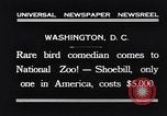 Immagine di Raro uccello Shoebill Washington DC USA, 1931, secondo 7 filmato di repertorio 65675037103