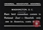 Immagine di Raro uccello Shoebill Washington DC USA, 1931, secondo 9 filmato di repertorio 65675037103
