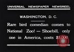 Immagine di Raro uccello Shoebill Washington DC USA, 1931, secondo 10 filmato di repertorio 65675037103