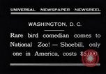 Immagine di Raro uccello Shoebill Washington DC USA, 1931, secondo 11 filmato di repertorio 65675037103