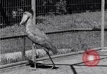 Immagine di Raro uccello Shoebill Washington DC USA, 1931, secondo 12 filmato di repertorio 65675037103