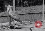 Immagine di Raro uccello Shoebill Washington DC USA, 1931, secondo 13 filmato di repertorio 65675037103