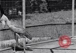 Immagine di Raro uccello Shoebill Washington DC USA, 1931, secondo 14 filmato di repertorio 65675037103