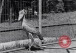 Immagine di Raro uccello Shoebill Washington DC USA, 1931, secondo 15 filmato di repertorio 65675037103