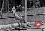 Immagine di Raro uccello Shoebill Washington DC USA, 1931, secondo 16 filmato di repertorio 65675037103