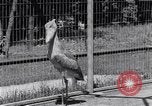 Immagine di Raro uccello Shoebill Washington DC USA, 1931, secondo 17 filmato di repertorio 65675037103