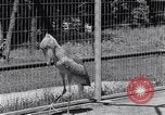 Immagine di Raro uccello Shoebill Washington DC USA, 1931, secondo 18 filmato di repertorio 65675037103