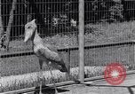 Immagine di Raro uccello Shoebill Washington DC USA, 1931, secondo 19 filmato di repertorio 65675037103