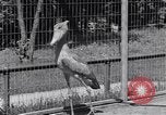 Immagine di Raro uccello Shoebill Washington DC USA, 1931, secondo 20 filmato di repertorio 65675037103