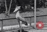 Immagine di Raro uccello Shoebill Washington DC USA, 1931, secondo 21 filmato di repertorio 65675037103