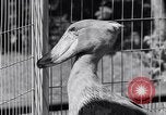 Immagine di Raro uccello Shoebill Washington DC USA, 1931, secondo 22 filmato di repertorio 65675037103