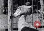 Immagine di Raro uccello Shoebill Washington DC USA, 1931, secondo 23 filmato di repertorio 65675037103