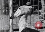 Immagine di Raro uccello Shoebill Washington DC USA, 1931, secondo 24 filmato di repertorio 65675037103