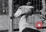 Immagine di Raro uccello Shoebill Washington DC USA, 1931, secondo 25 filmato di repertorio 65675037103
