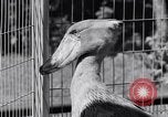 Immagine di Raro uccello Shoebill Washington DC USA, 1931, secondo 26 filmato di repertorio 65675037103