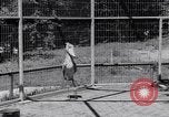 Immagine di Raro uccello Shoebill Washington DC USA, 1931, secondo 30 filmato di repertorio 65675037103