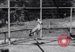 Immagine di Raro uccello Shoebill Washington DC USA, 1931, secondo 32 filmato di repertorio 65675037103