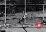Immagine di Raro uccello Shoebill Washington DC USA, 1931, secondo 33 filmato di repertorio 65675037103