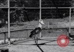 Immagine di Raro uccello Shoebill Washington DC USA, 1931, secondo 34 filmato di repertorio 65675037103