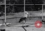 Immagine di Raro uccello Shoebill Washington DC USA, 1931, secondo 35 filmato di repertorio 65675037103