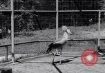 Immagine di Raro uccello Shoebill Washington DC USA, 1931, secondo 36 filmato di repertorio 65675037103